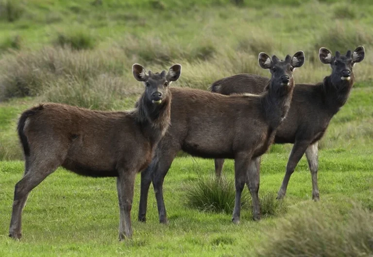horton-plains-national-park-768×528